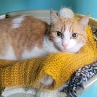 STELLA, chatte à adopter