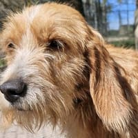 KARNAK, chien à adopter