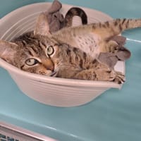 LUMI, chatte à adopter