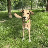 POLLUX, chien à adopter
