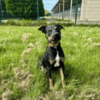 SPIROU, chien à adopter