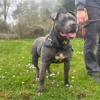 NEVER OAA19968, chien à adopter