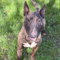 Monster CAA15033, chien à adopter