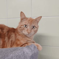 JACKPOT, chat à adopter