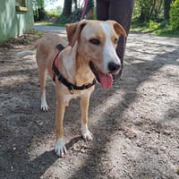NANAÉ, chienne à adopter