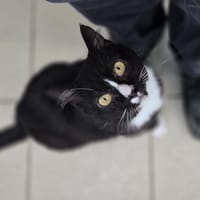 Séraphin, chat à adopter