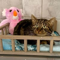 MAYO, chat à adopter