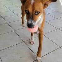 aloka ton compagnon pour la vie, chien à adopter