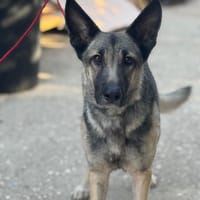 SOMBRA, chienne à adopter