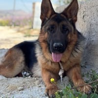 MEGAN, chienne à adopter