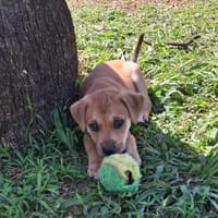 DJANIS, chiot mâle Berger créole, chien à adopter