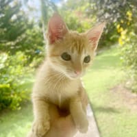 TITO, chaton mâle européen, chat à adopter