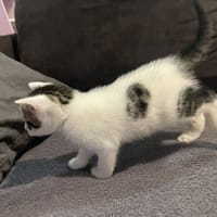 Bobby, chat à adopter