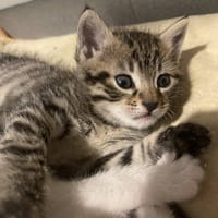 Barneys, chat à adopter