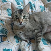 Bebrr, chatte à adopter