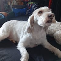 GAMIN, chien à adopter