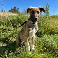 LOBITO, chien à adopter