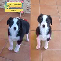 Willy e Wendy, cane da adottare