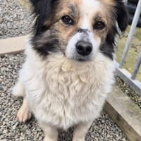 Sweetie Pie, female dog to adopt