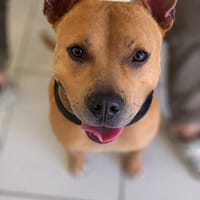 Balou, chien à adopter