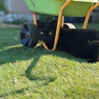 Rondoudou, chat à adopter