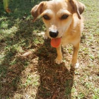 À L’ADOPTION, YOLA, adorable petite femelle BERGER CREOLE de couleur fauve, chienne à adopter