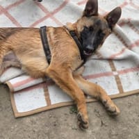 Skalina sucht ihr Glück..., Hündin zur Adoption