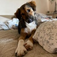Lucky möchte sein Herz verschenken..., Hund zur Adoption