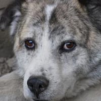 Pilar - verschmust u. sehr lieb, Hund zur Adoption