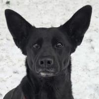 Aria - NOTFALL, Hündin zur Adoption