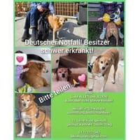 Bubi - wartet in 91126 Schwabach, Hund zur Adoption