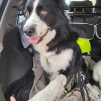 ARKANI - einfach ein cooler Typ, Hund zur Adoption