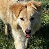 Traumhündin Ada bereits in Bayern, Hündin zur Adoption