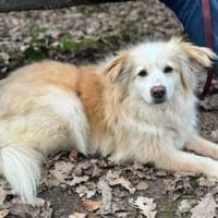 Rosa  wartet in PLZ 75217 auf Besuch, Hündin zur Adoption