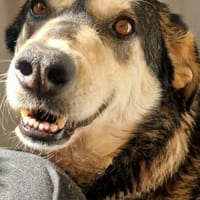 Millow - ein liebevoller Begleiter, Hund zur Adoption