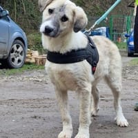 Mara - süße Maus sucht ihre Familie, Hündin zur Adoption