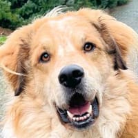 ZEUS - auf PS in NRW, Hund zur Adoption