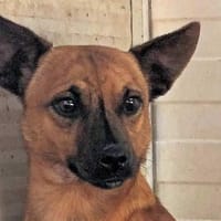 TIGRETTO - auf PS in NRW, Hund zur Adoption