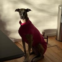 TRIANA, Hündin zur Adoption