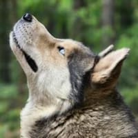 Bildhübscher Husky Rüde - Wicky, Hund zur Adoption