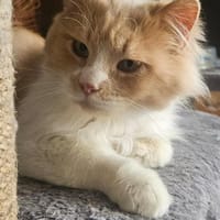Octavian, Kater zur Adoption