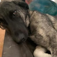 Lebensfrohe Lucy, Hündin zur Adoption