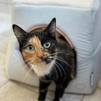 Raja, Katze zur Adoption