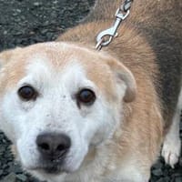 Raban - sehr lieb u. verschmust, Hund zur Adoption