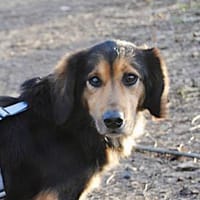 Lucky wünscht sich richtiges Zuhause, Hund zur Adoption