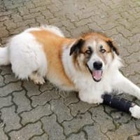 King - Notfall, Hund zur Adoption