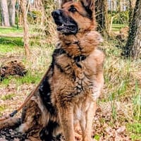 Muchtar, Profi im Ruhestand, Hund zur Adoption