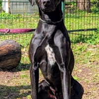 Leo, schwarze Schönheit, Hund zur Adoption
