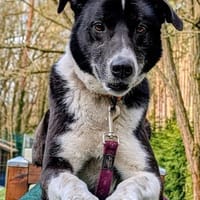 Trude, ein ganz großer Schatz, Hündin zur Adoption