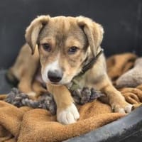 Cassiyo sucht sein Für-Immer-Zuhause!, Hund zur Adoption